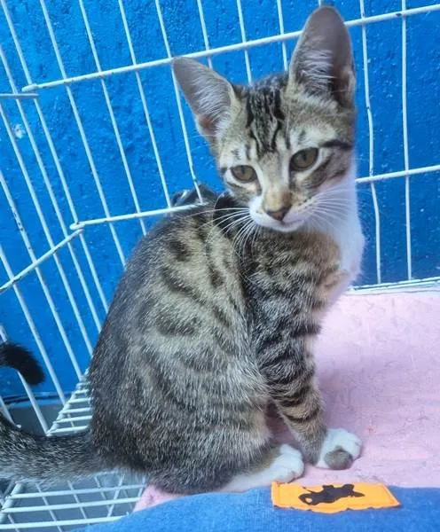 Gato ra a SRD-ViraLata idade 2 a 6 meses nome LINA TIGRADA