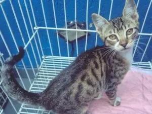 Gato raça SRD-ViraLata idade 2 a 6 meses nome LINA TIGRADA