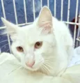 KADU WHITE