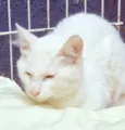 KADU WHITE