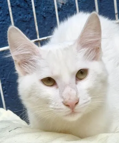Gato ra a SRD-ViraLata idade 2 a 6 meses nome KADU WHITE