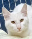 KADU WHITE
