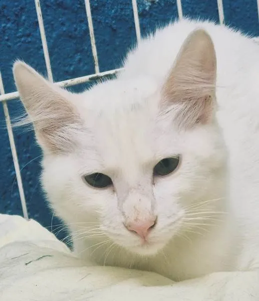 Gato ra a SRD-ViraLata idade 2 a 6 meses nome KADU WHITE