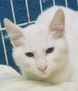 KADU WHITE