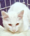 KADU WHITE