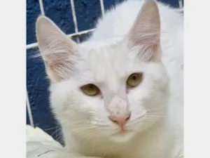 Gato raça SRD-ViraLata idade 2 a 6 meses nome KADU WHITE