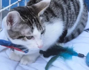 Gato raça SRD-ViraLata idade 2 a 6 meses nome NANDO TED