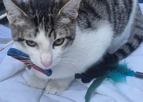 Gato ra a SRD-ViraLata idade 2 a 6 meses nome NANDO TED