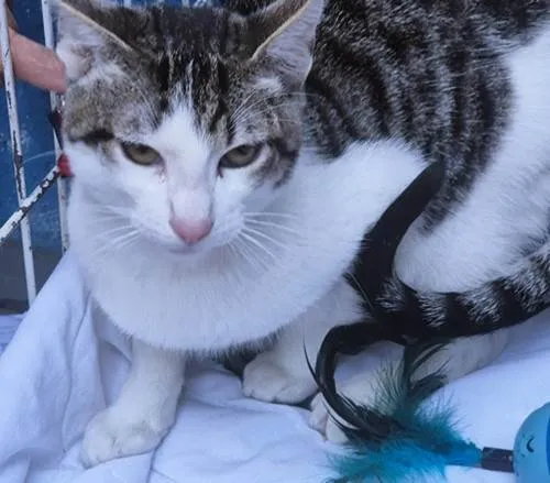Gato ra a SRD-ViraLata idade 2 a 6 meses nome NANDO TED