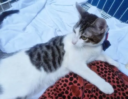 Gato ra a SRD-ViraLata idade 2 a 6 meses nome NANDO TED