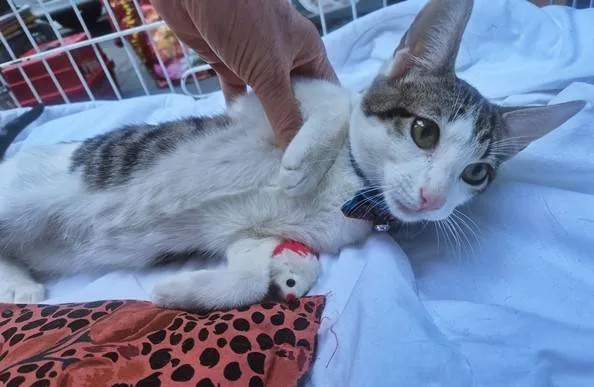 Gato ra a SRD-ViraLata idade 2 a 6 meses nome NANDO TED