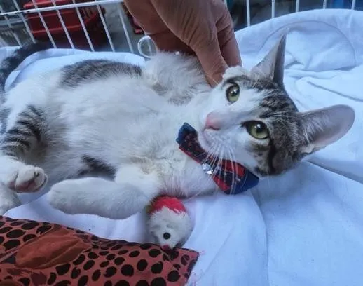 Gato ra a SRD-ViraLata idade 2 a 6 meses nome NANDO TED