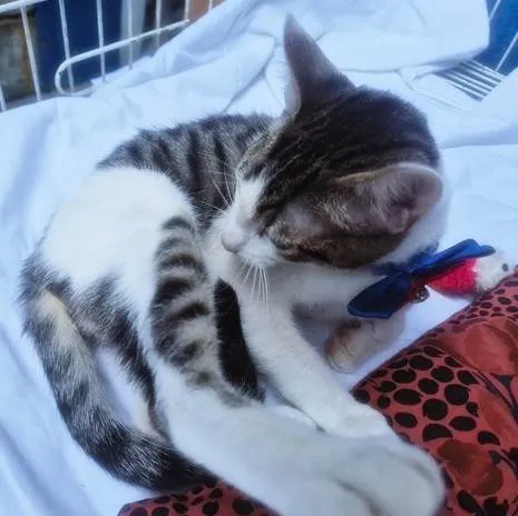 Gato ra a SRD-ViraLata idade 2 a 6 meses nome NANDO TED