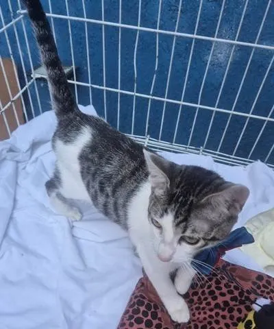Gato ra a SRD-ViraLata idade 2 a 6 meses nome NANDO TED