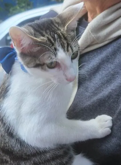 Gato ra a SRD-ViraLata idade 2 a 6 meses nome NANDO TED