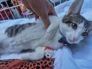 Gato raça SRD-ViraLata idade 2 a 6 meses nome NANDO TED