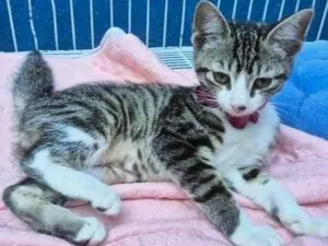 Gato raça SRD-ViraLata idade 2 a 6 meses nome LENA TIGRADA