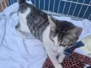 Gato raça SRD-ViraLata idade 2 a 6 meses nome NANDO TED
