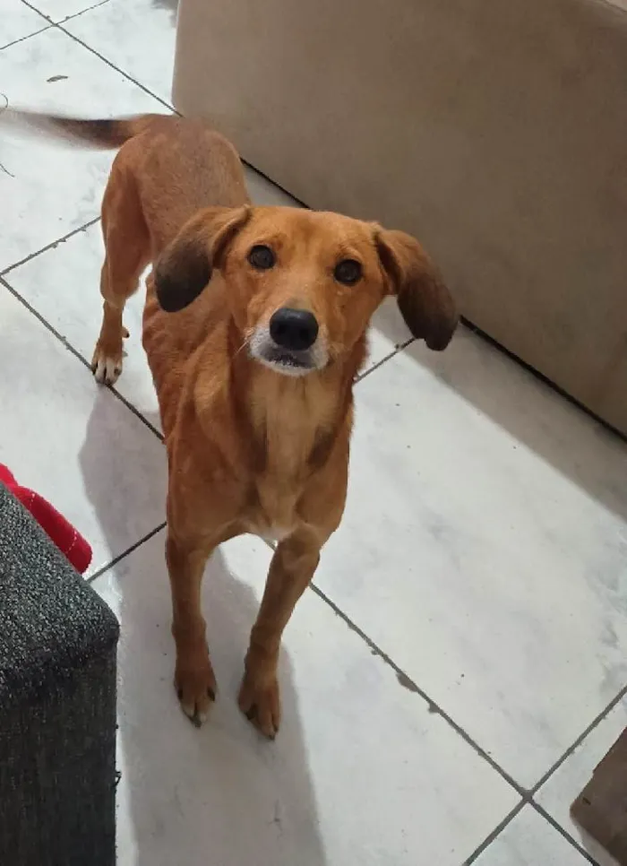 Cachorro ra a SRD-ViraLata idade 3 anos nome Tigre