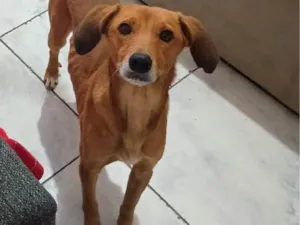 Cachorro raça SRD-ViraLata idade 3 anos nome Tigre