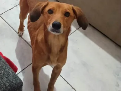 Cachorro raça SRD-ViraLata idade 3 anos nome Tigre