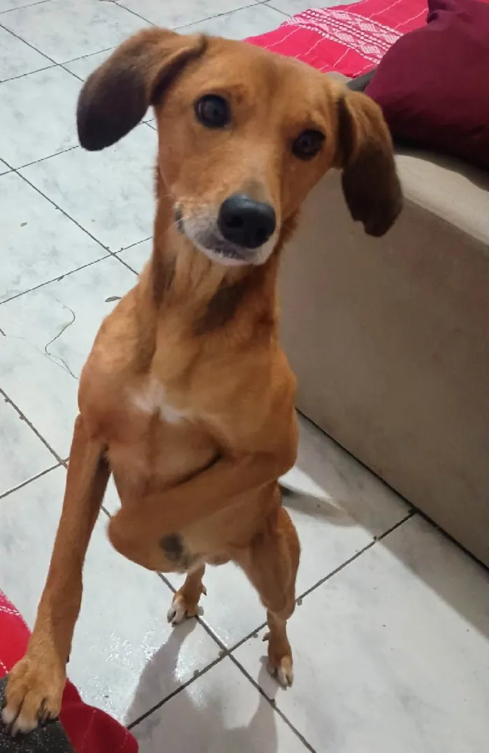 Cachorro ra a SRD-ViraLata idade 3 anos nome Tigre