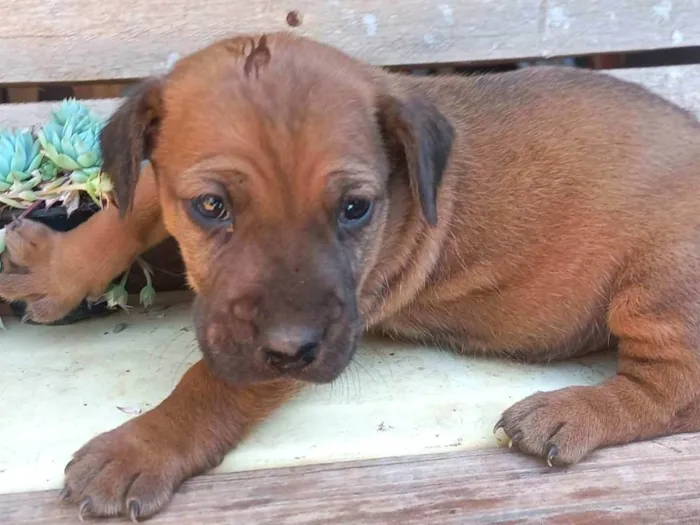 Cachorro ra a SRD-ViraLata idade Abaixo de 2 meses nome Lindinha