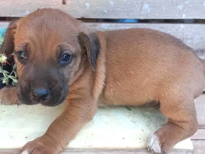 Cachorro ra a SRD-ViraLata idade Abaixo de 2 meses nome Lindinha