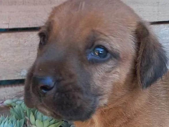 Cachorro ra a SRD-ViraLata idade Abaixo de 2 meses nome Caramelado