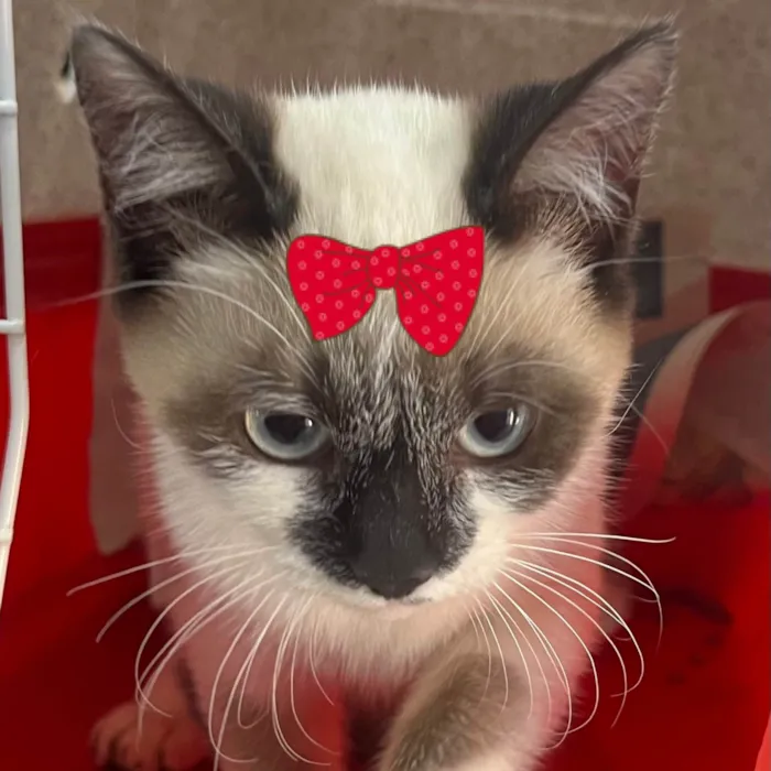 Gato ra a Siamês idade 2 a 6 meses nome Cristal 