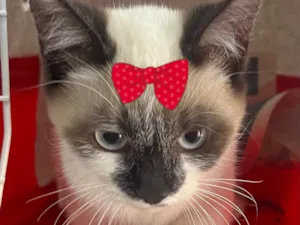 Gato raça Siamês idade 2 a 6 meses nome Cristal 