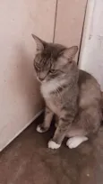 Nefertiti