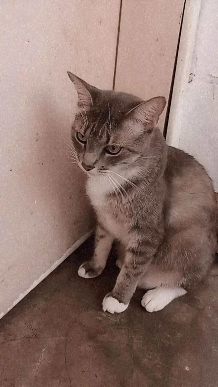 Gato ra a SRD-ViraLata idade 4 anos nome Nefertiti