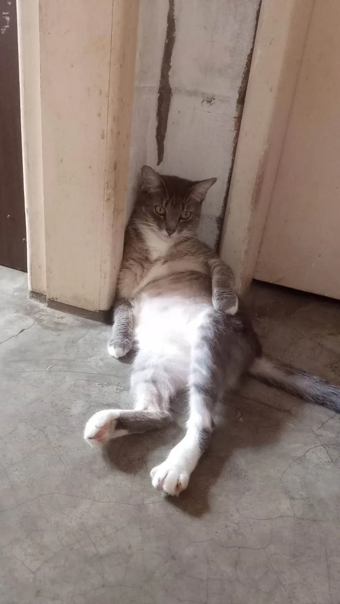 Gato ra a SRD-ViraLata idade 4 anos nome Nefertiti