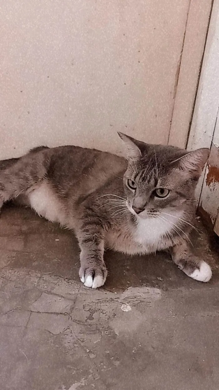 Gato ra a SRD-ViraLata idade 4 anos nome Nefertiti