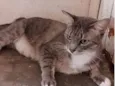 Nefertiti