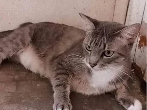 Gato raça SRD-ViraLata idade 4 anos nome Nefertiti
