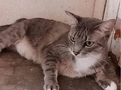 Gato raça SRD-ViraLata idade 4 anos nome Nefertiti