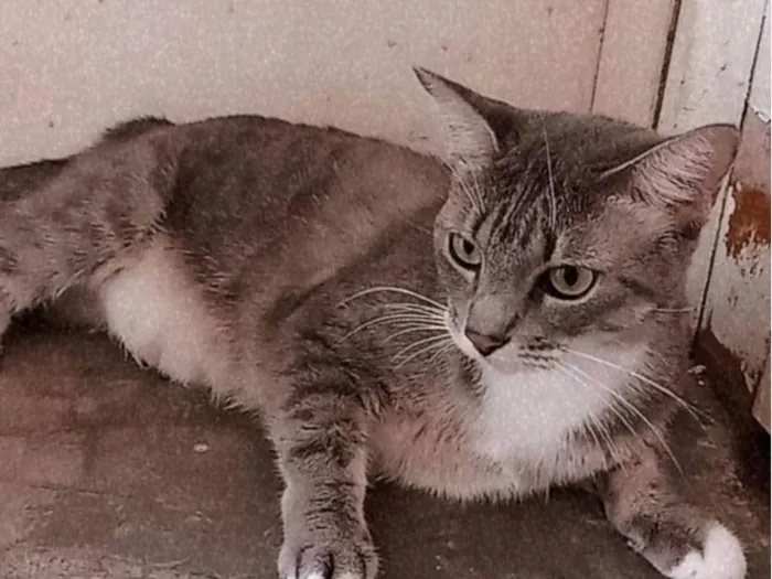 Gato ra a SRD-ViraLata idade 4 anos nome Nefertiti