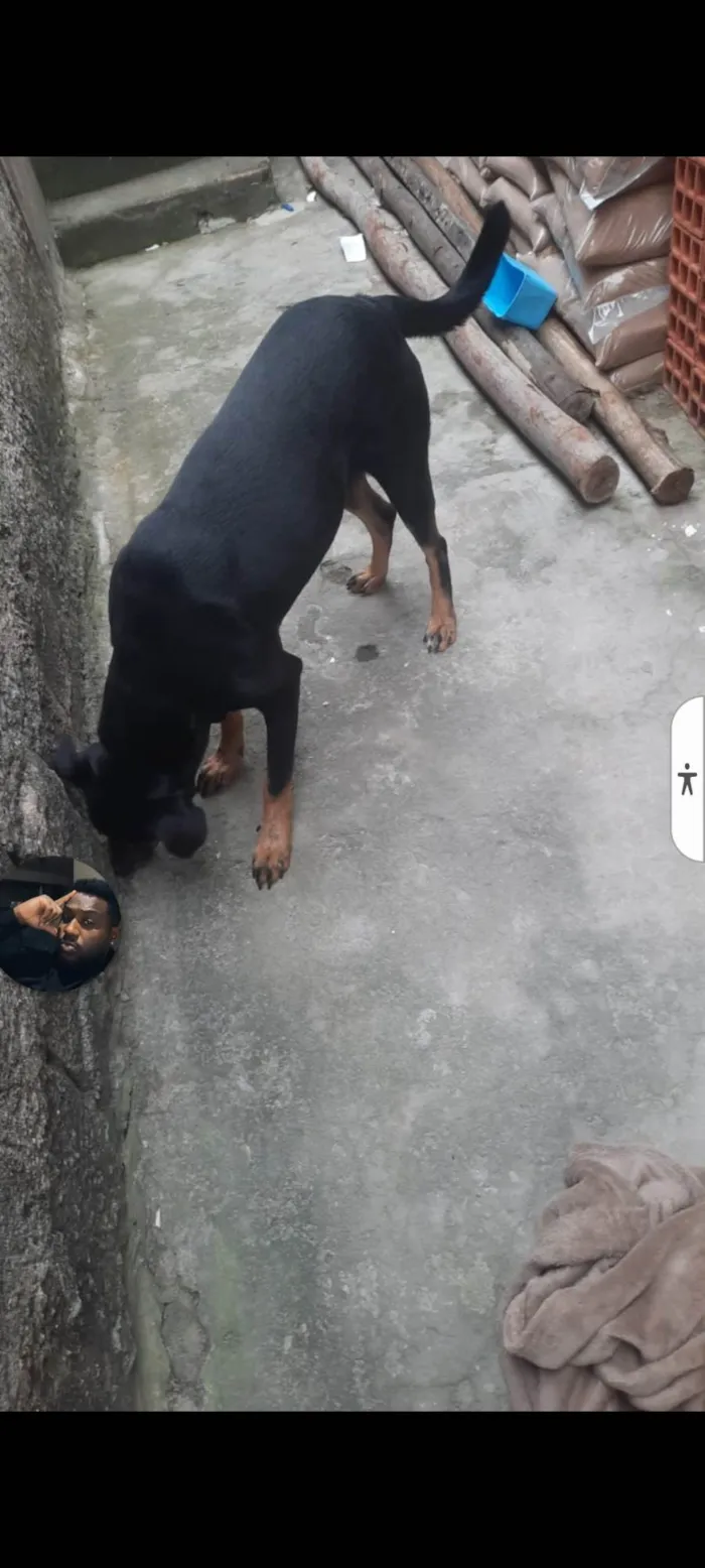 Cachorro ra a Pastor Alemão idade 1 ano nome Bob