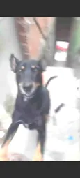 Bob