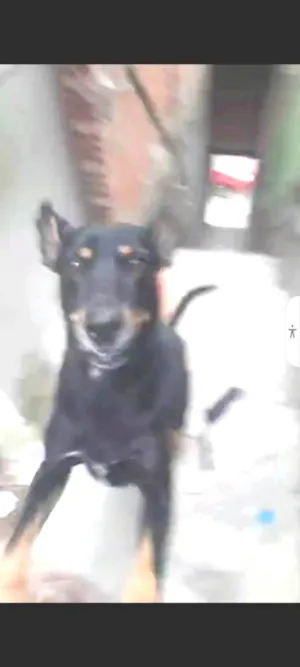 Cachorro raça Pastor Alemão idade 1 ano nome Bob