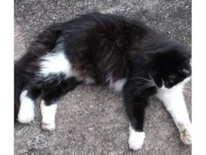 Gato raça SRD-ViraLata idade 6 ou mais anos nome Pidão 