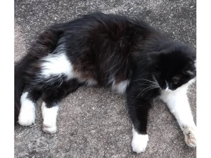 Gato ra a SRD-ViraLata idade 6 ou mais anos nome Pidão