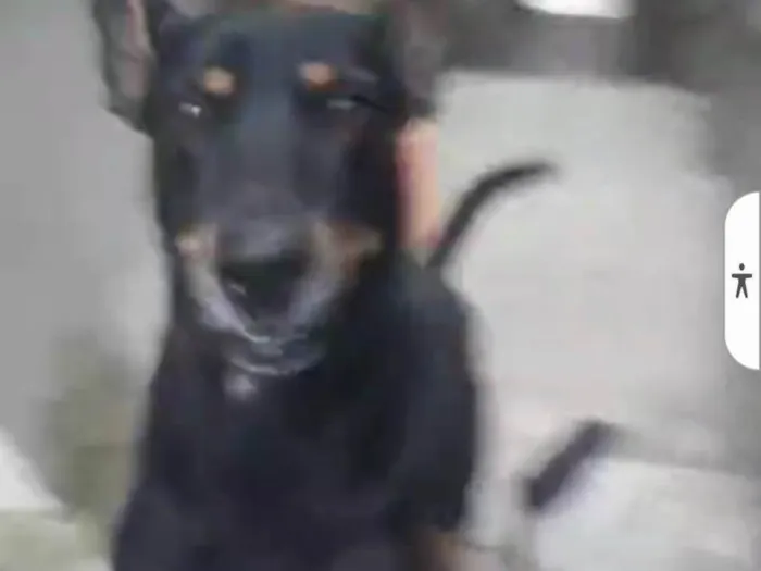 Cachorro ra a Pastor Alemão idade 1 ano nome Bob