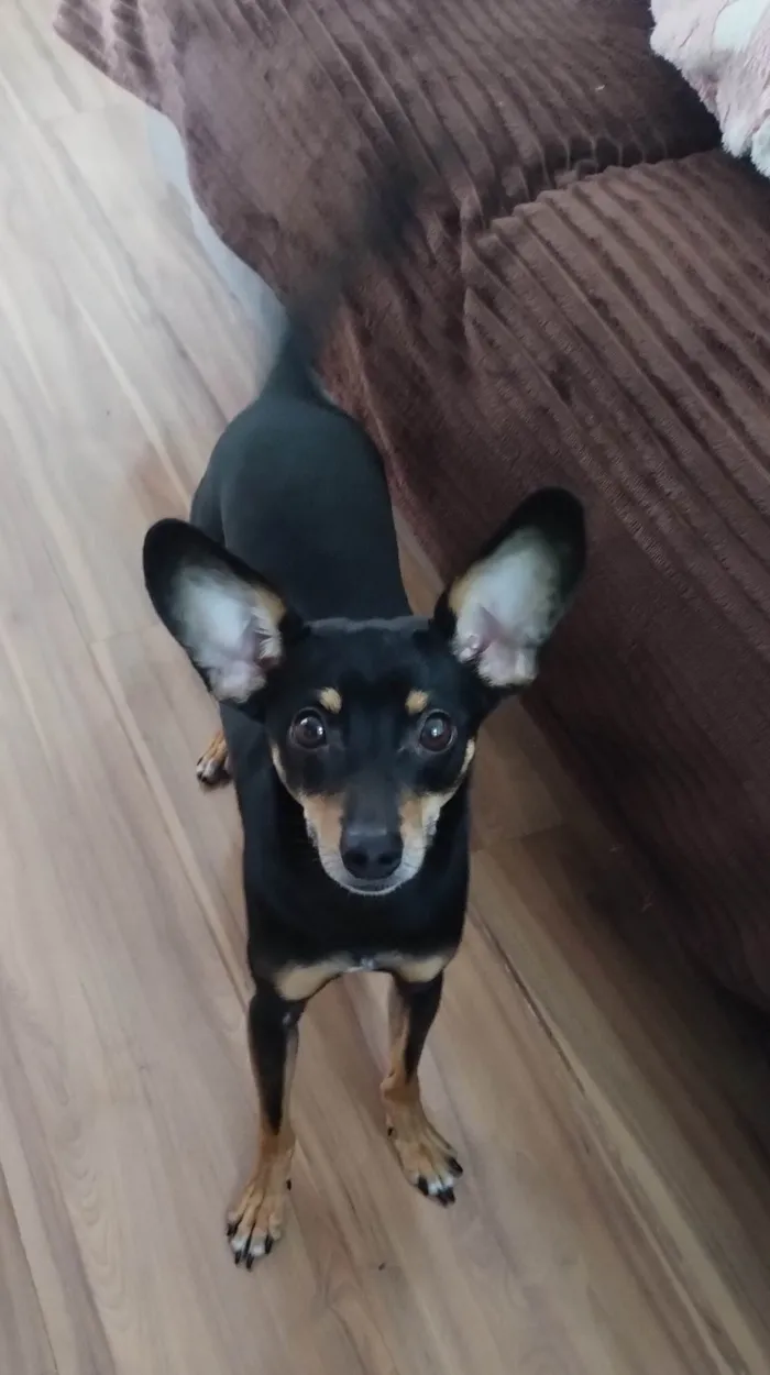 Cachorro ra a Pinscher idade 2 anos nome Scooby loo