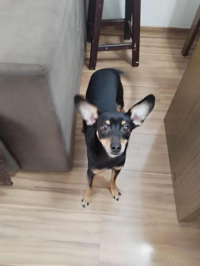 Cachorro ra a Pinscher idade 2 anos nome Scooby loo