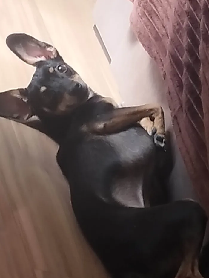 Cachorro ra a Pinscher idade 2 anos nome Scooby loo
