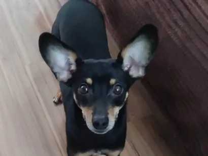 Cachorro raça Pinscher idade 2 anos nome Scooby loo