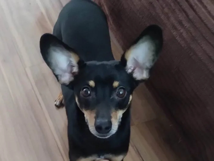 Cachorro ra a Pinscher idade 2 anos nome Scooby loo